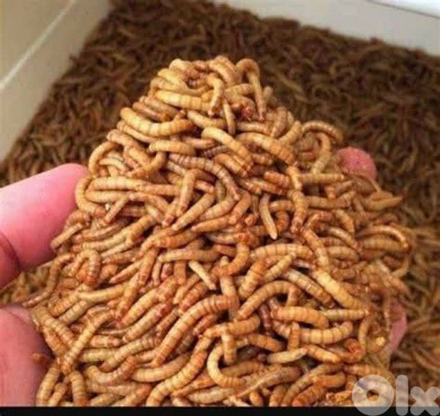 دود قبابي حي 0