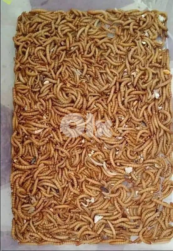 دود قبابي حي 1