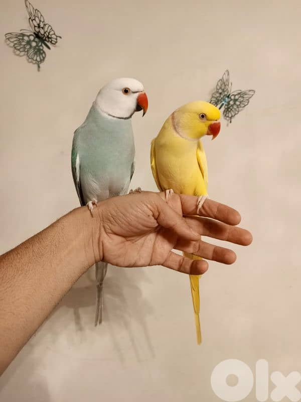 ذكرين درة ringneck 1