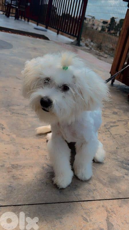 جدرا الشوف 0