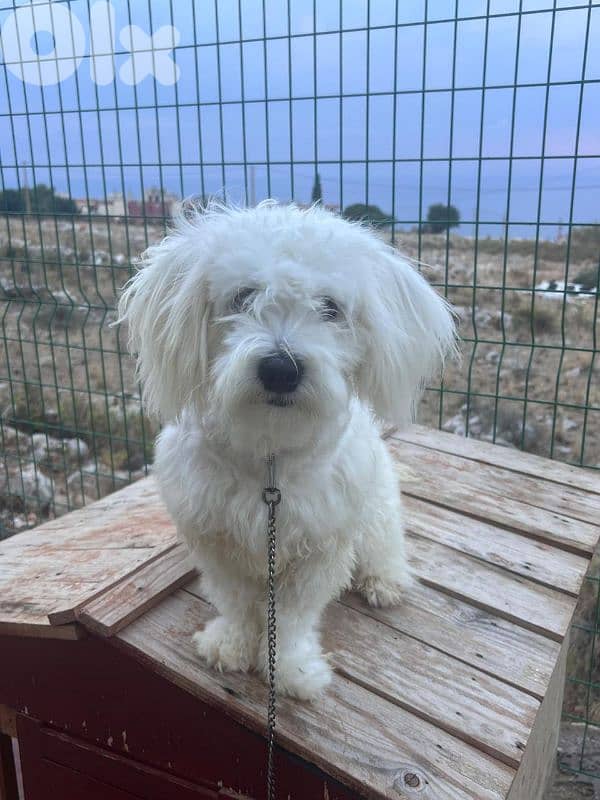 جدرا الشوف 1