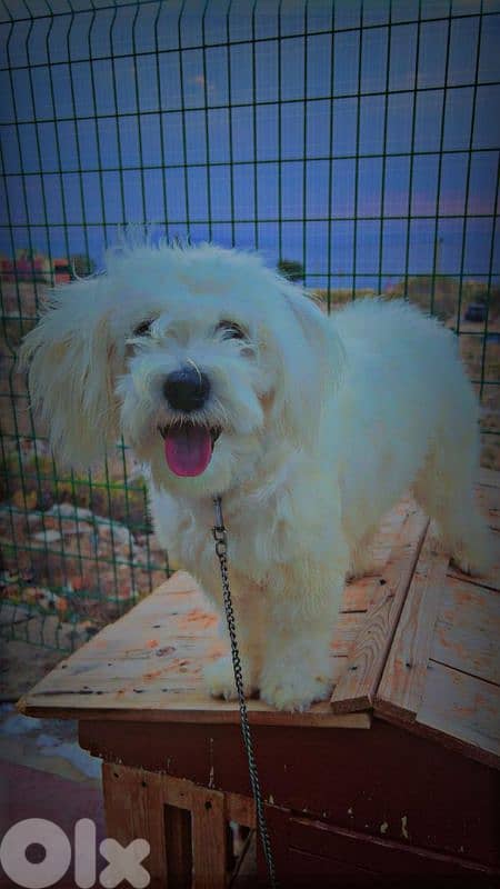 جدرا الشوف 2