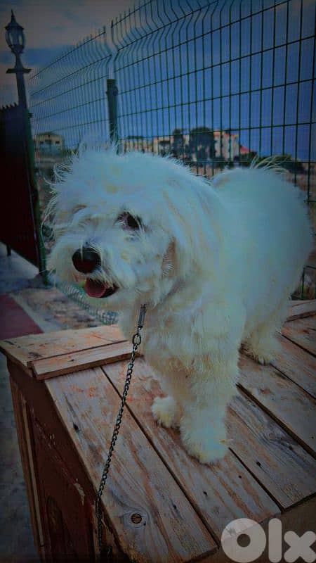 جدرا الشوف 3