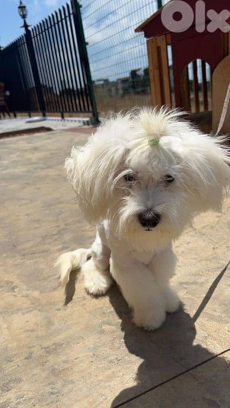 جدرا الشوف 4