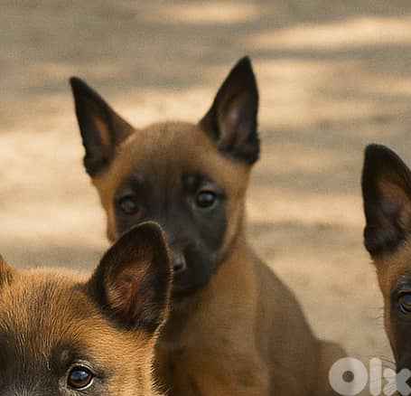 Female Belgian Malinois Puppy 0