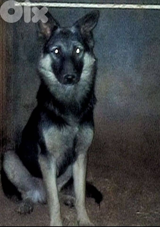 عمرو سنه وشهرين اخد كورس طاعه 1