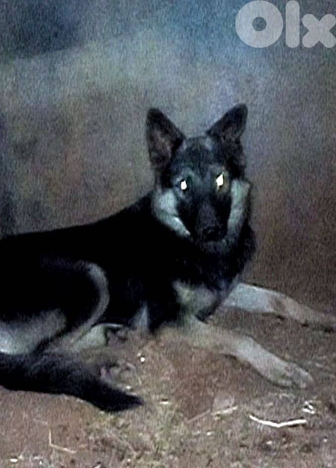 عمرو سنه وشهرين اخد كورس طاعه 0