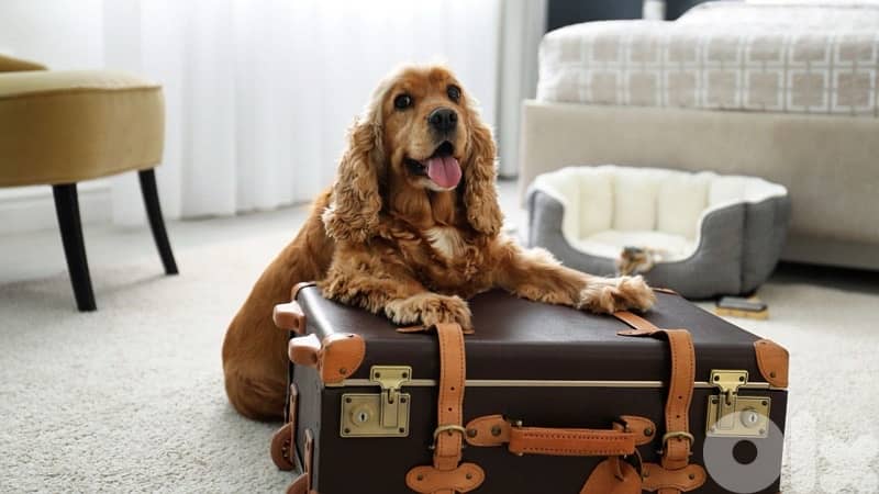 Looking for a loving home to FOSTER my dog - temporarily 0