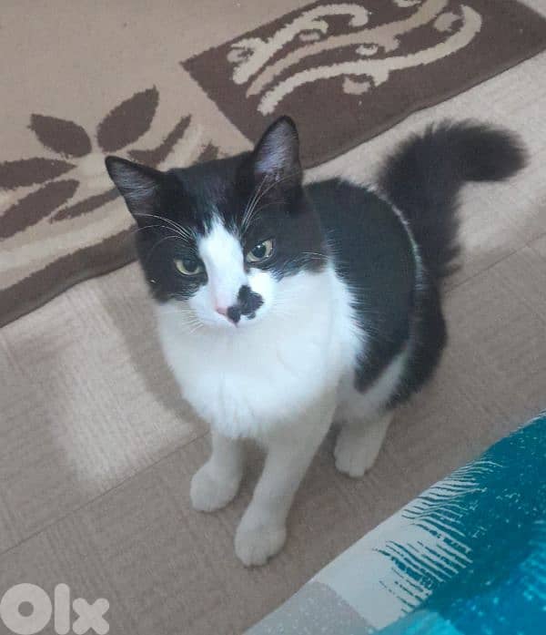 للتبني ذكر شيرازي العمر ٧ اشهر معود ع ليتر بوكس مهضوم و حنون كتير 0