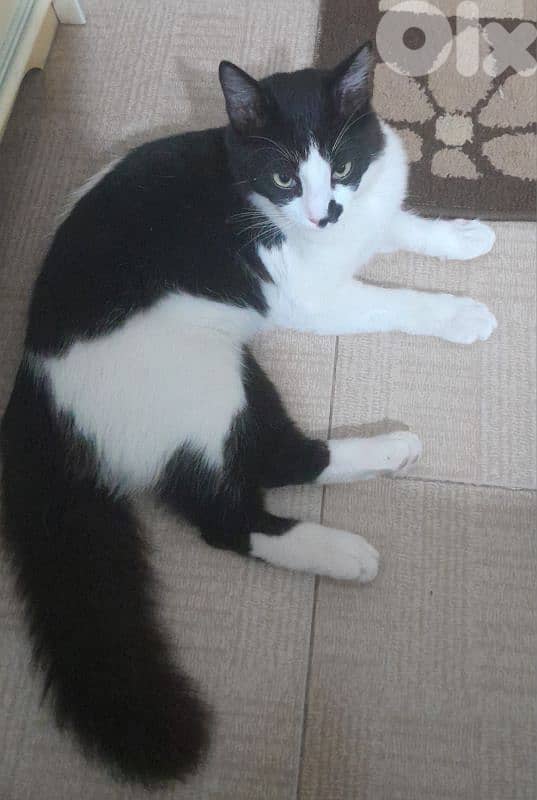 للتبني ذكر شيرازي العمر ٧ اشهر معود ع ليتر بوكس مهضوم و حنون كتير 1