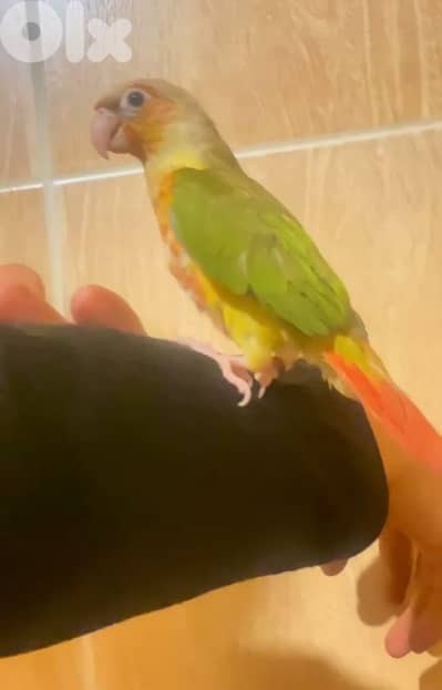 ببغاء كونيور conure parrot