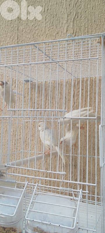 ٥ اناتي  كنارات بلدي لون ابيض جاهزين