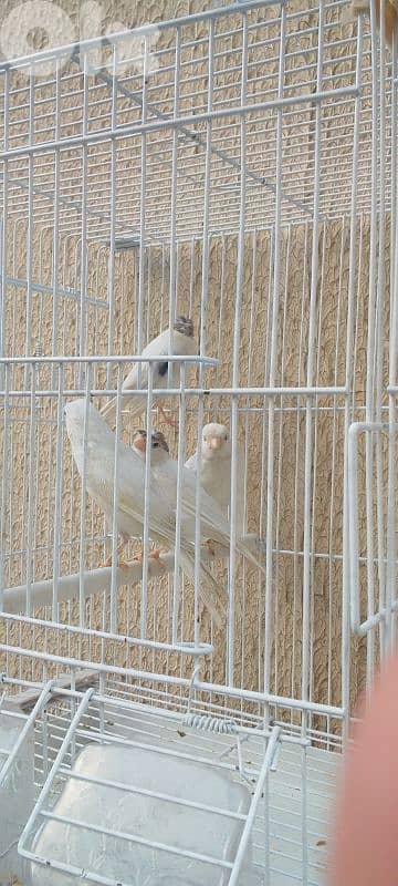 ٥ اناتي  كنارات بلدي لون ابيض جاهزين