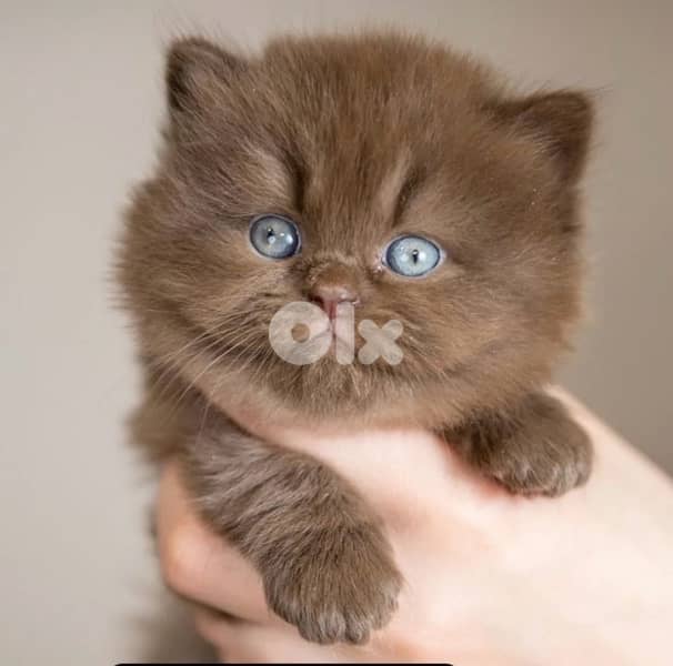 british brown  70485808 0