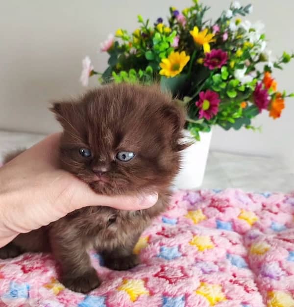 british brown  70485808 1