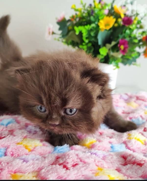 british brown  70485808 2