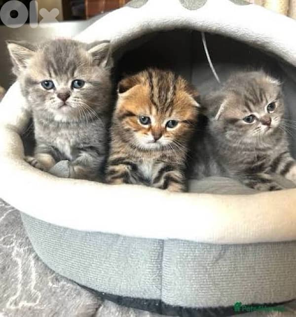 british brown  70485808 3