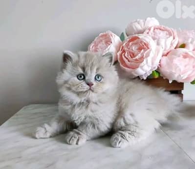 british brown  70485808