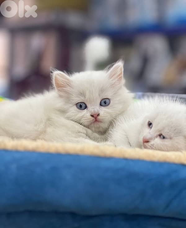 british brown  70485808 5