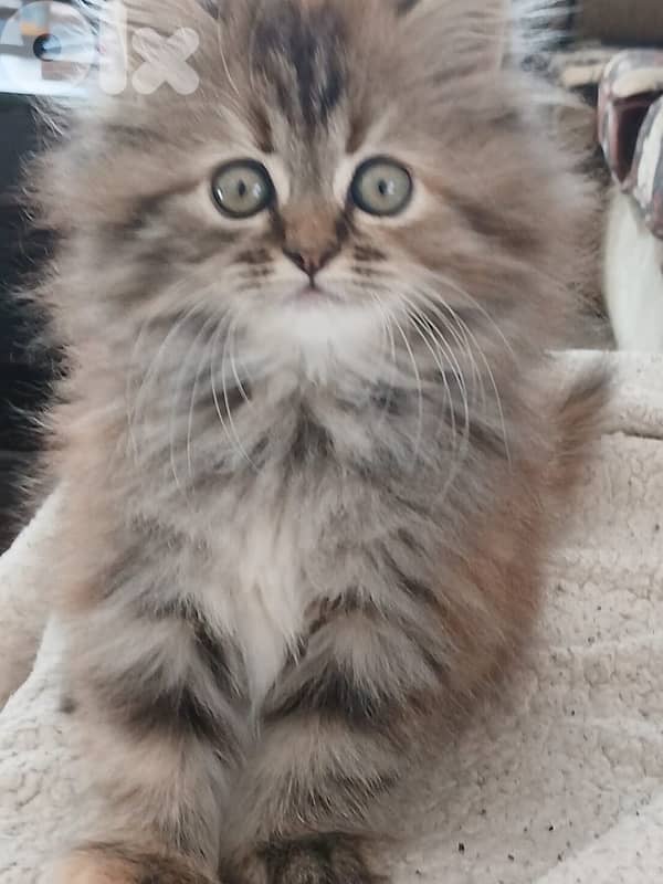 british brown  70485808 6