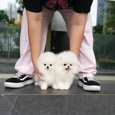 Cute Pomeranian Puppies For Adoption