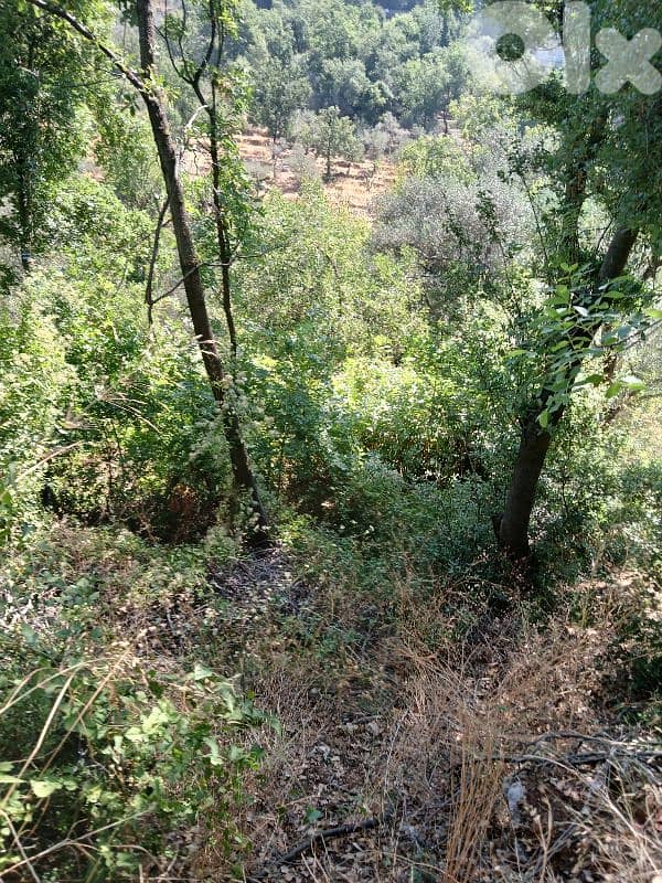 ارض في حاصبيا المتن 0