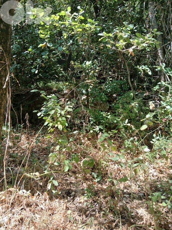 ارض في حاصبيا المتن 2