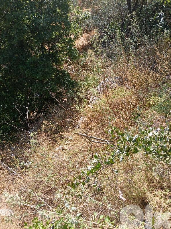 ارض في حاصبيا المتن 3