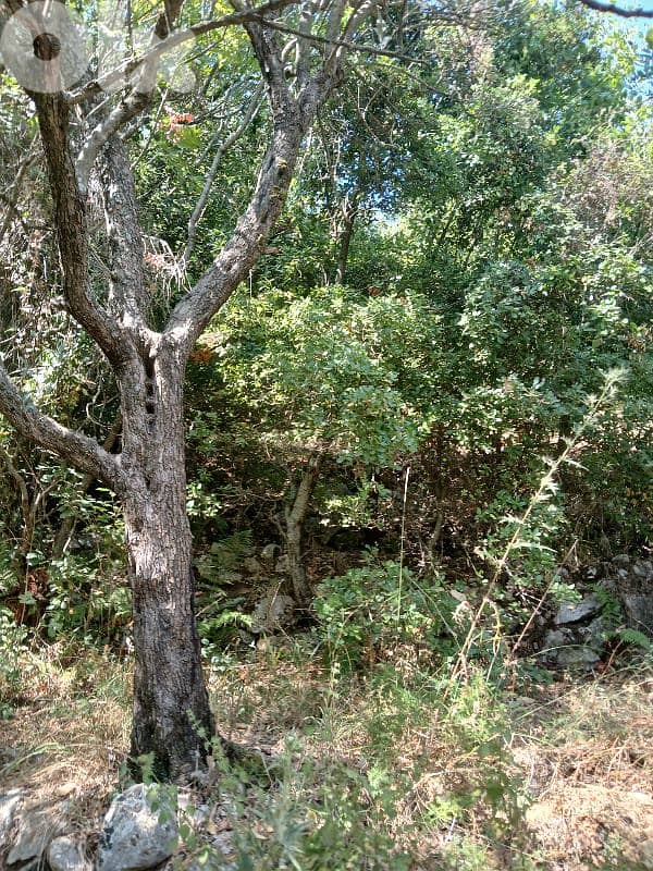 ارض في حاصبيا المتن 4