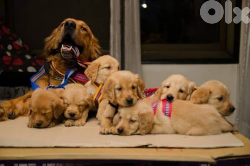 جولدن ريتريفر 0