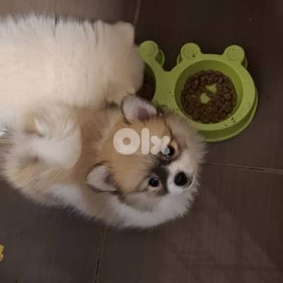 pomeranian male puppy for sale