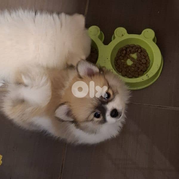 pomeranian male puppy for sale 0