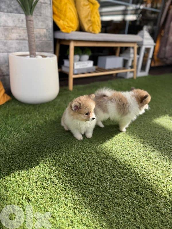 pomeranian male puppy for sale 1