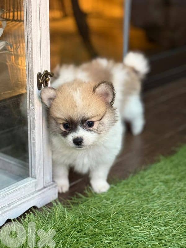 pomeranian male puppy for sale 2