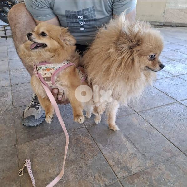 pomeranian male puppy for sale 3