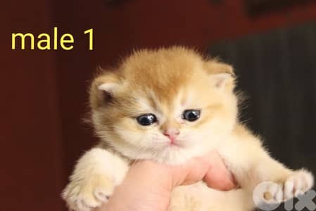 golden chinchilla real photos !