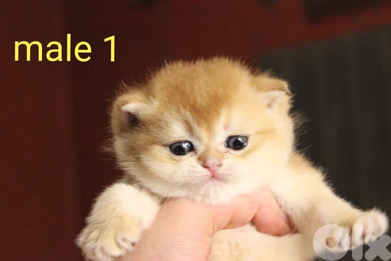 golden chinchilla real photos ! 0