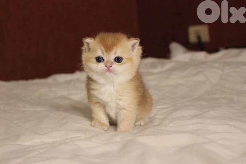 golden chinchilla real photos ! 1