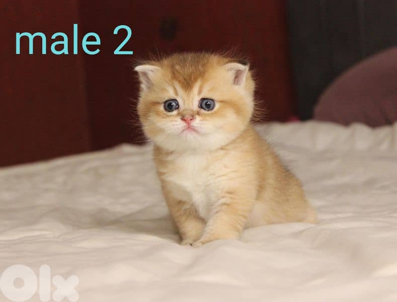 golden chinchilla real photos ! 2