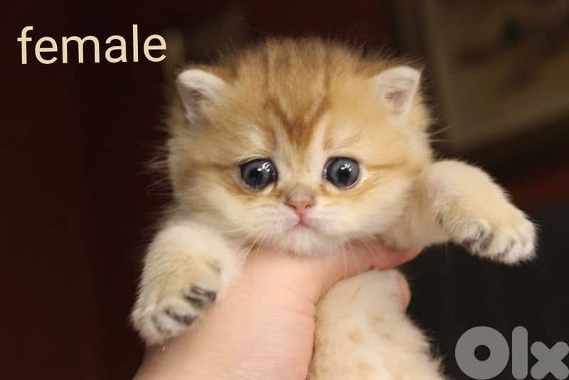 golden chinchilla real photos ! 4