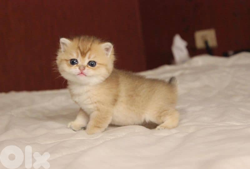 golden chinchilla real photos ! 5