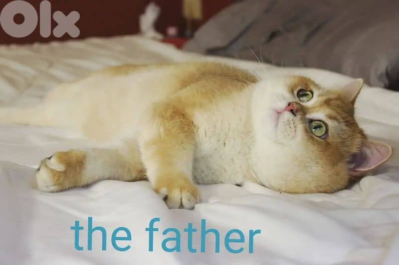 golden chinchilla real photos ! 6