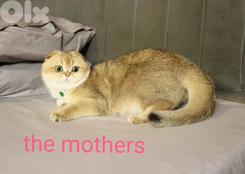 golden chinchilla real photos ! 7