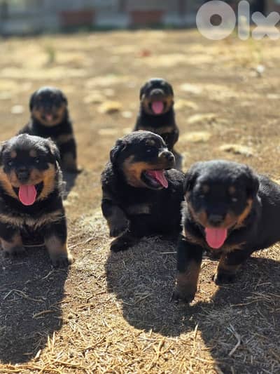 Purebred rottweiler puppies