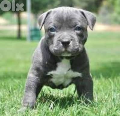 pitbull Blue  for sale