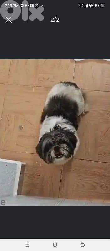 dog shitzu 0
