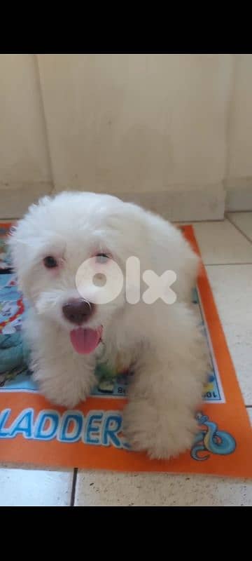 bichon maltais 4