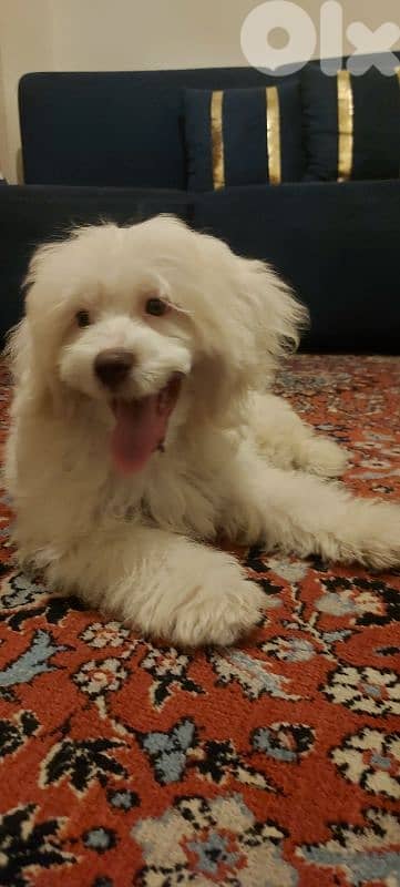 bichon maltais 5