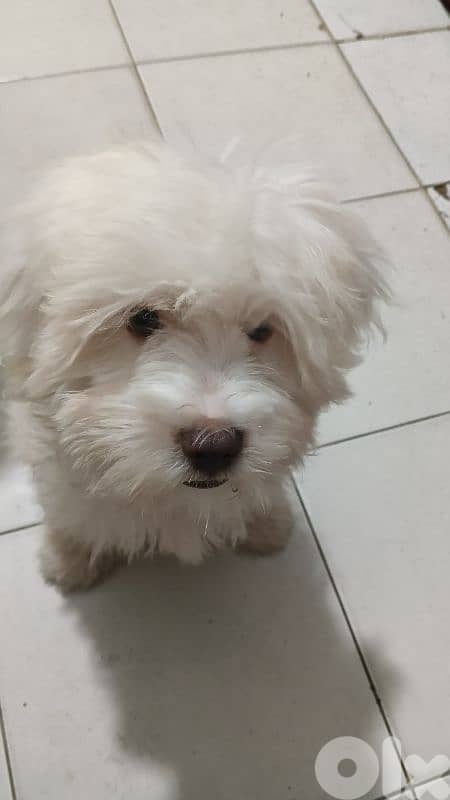 bichon maltais 6