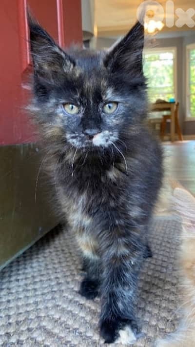 European mainecoon kittens